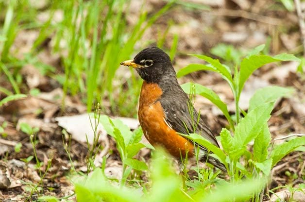 american robin on the ground in green weeds