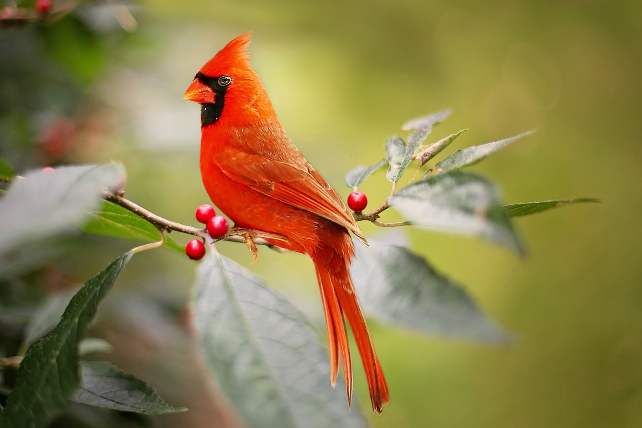 The Cardinal Meaning: Unlocking the Spiritual Significance of Seeing a Cardinal