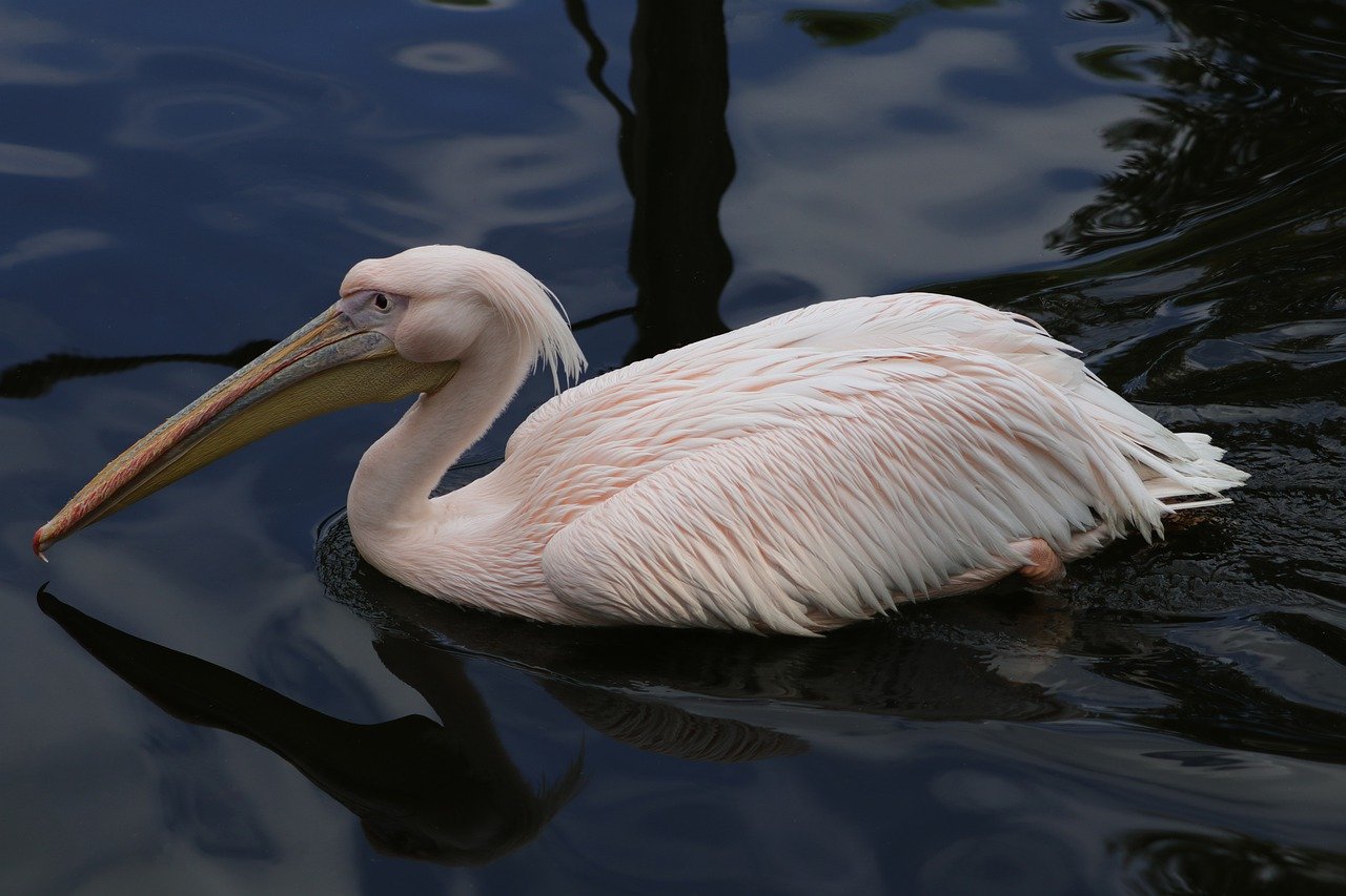 The Symbolism and Meaning of Pelicans
