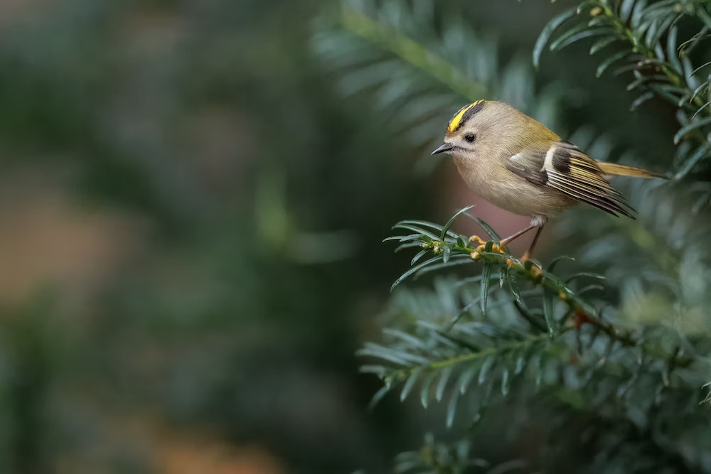 golden crowned kinglet sitting in a pine tree with tiny branch in mouth