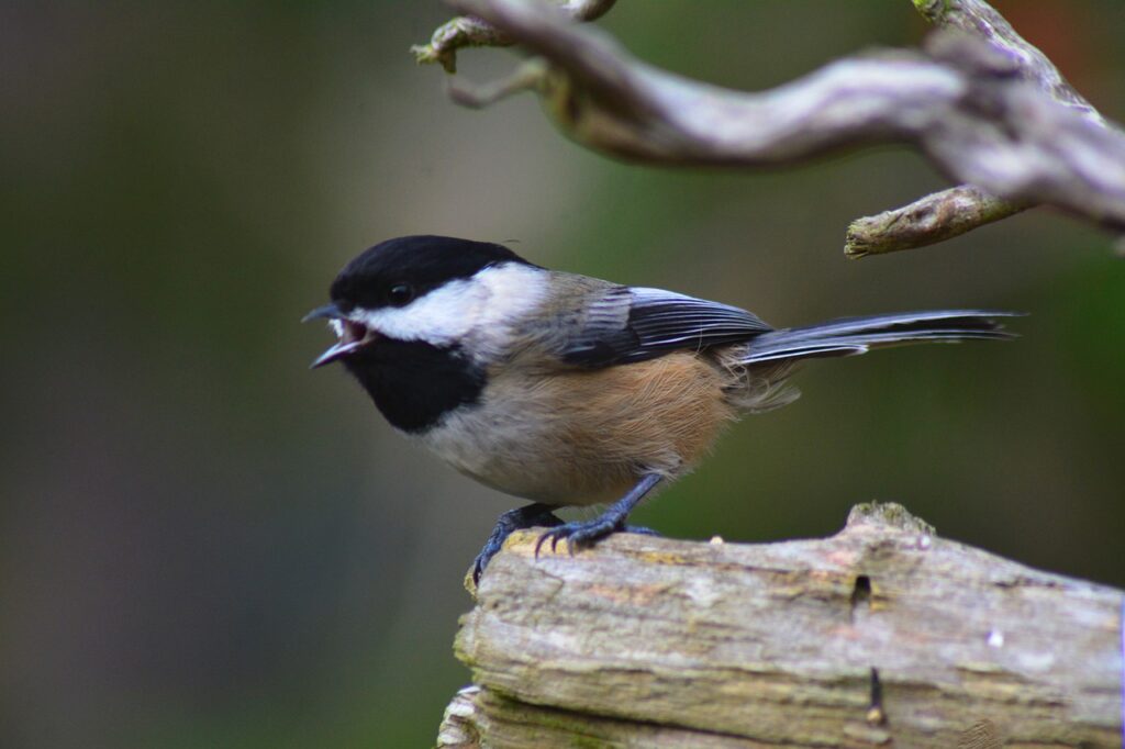 black capped chickadee closeup on a branch with mouth open bird call