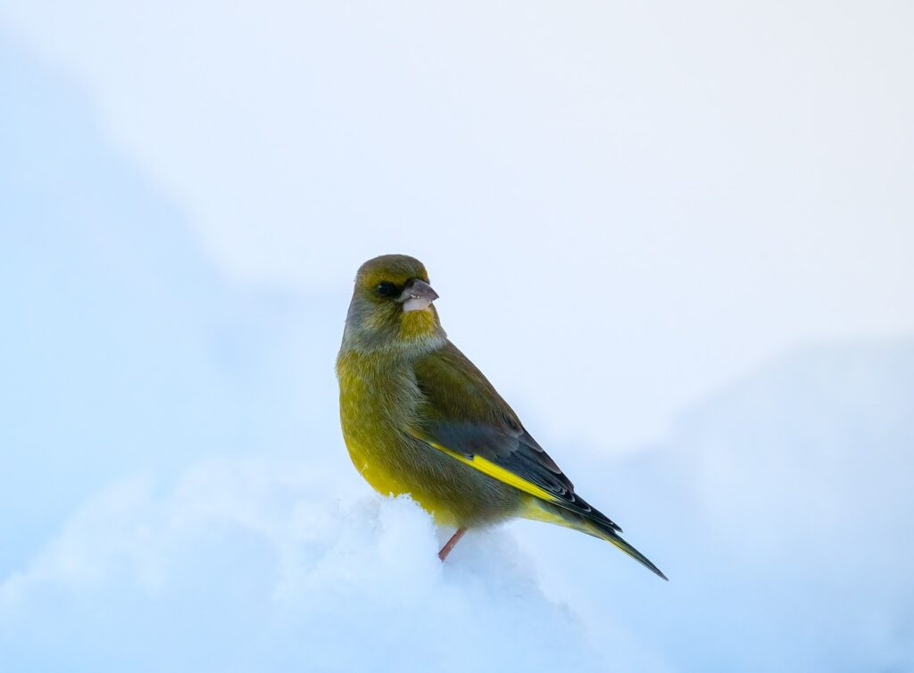 bright yellow american goldfinch sitting in the snow