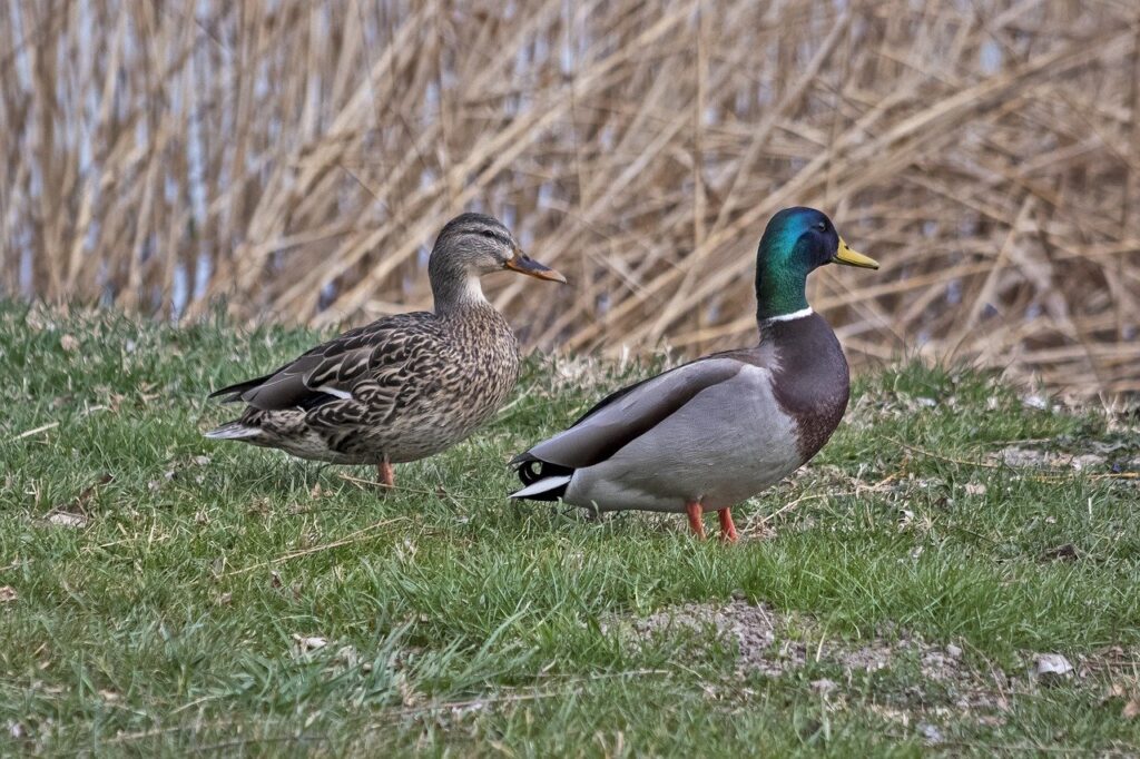 a blue green headed male duck and a brown female duck stand in the grass