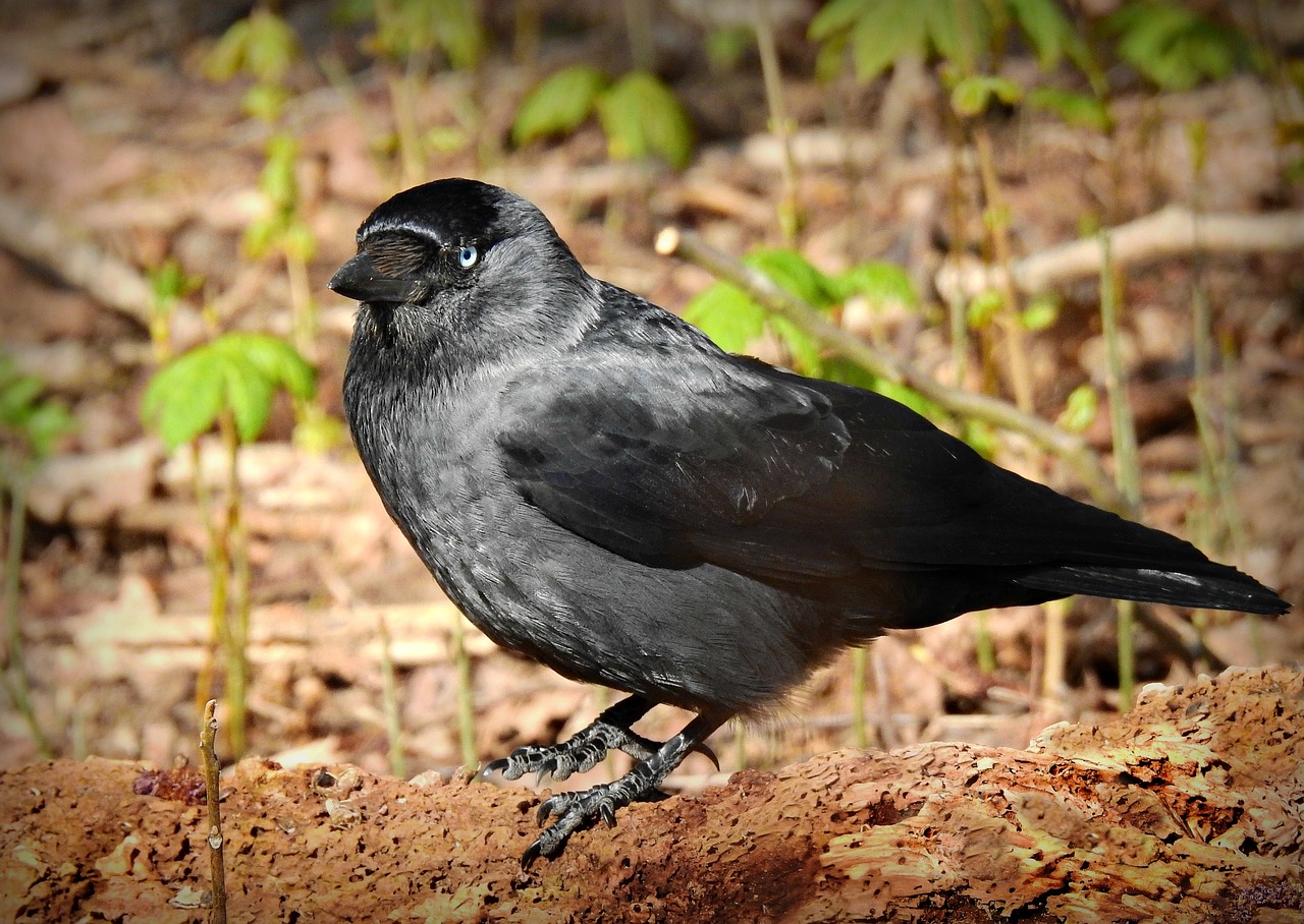The Fascinating Meaning Behind Seeing a Jackdaw