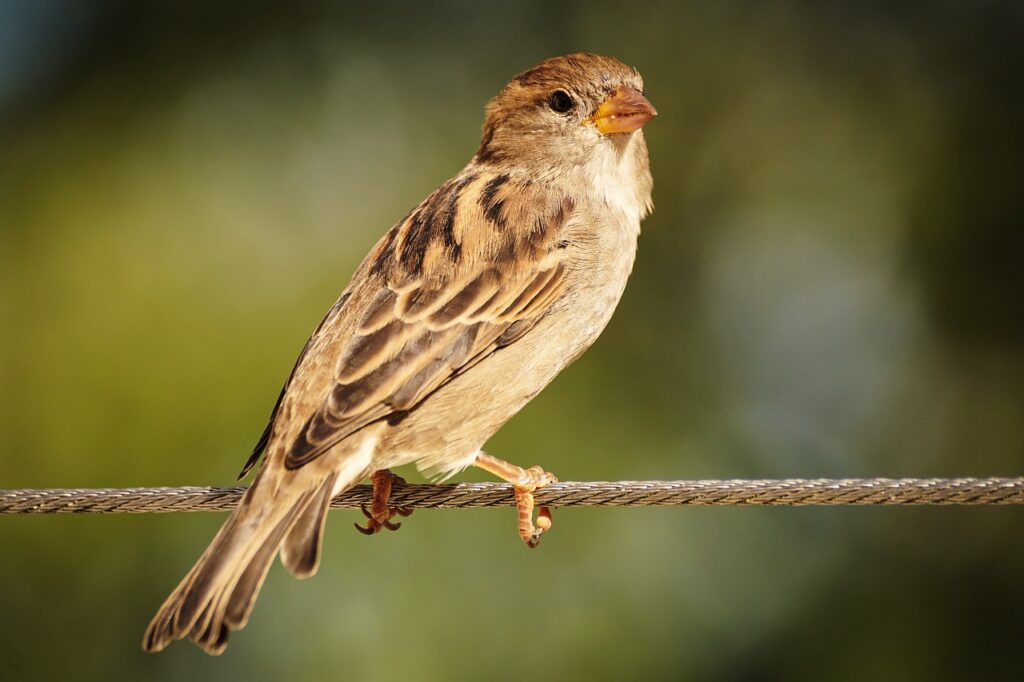 brown sparrow on a thin brown rope