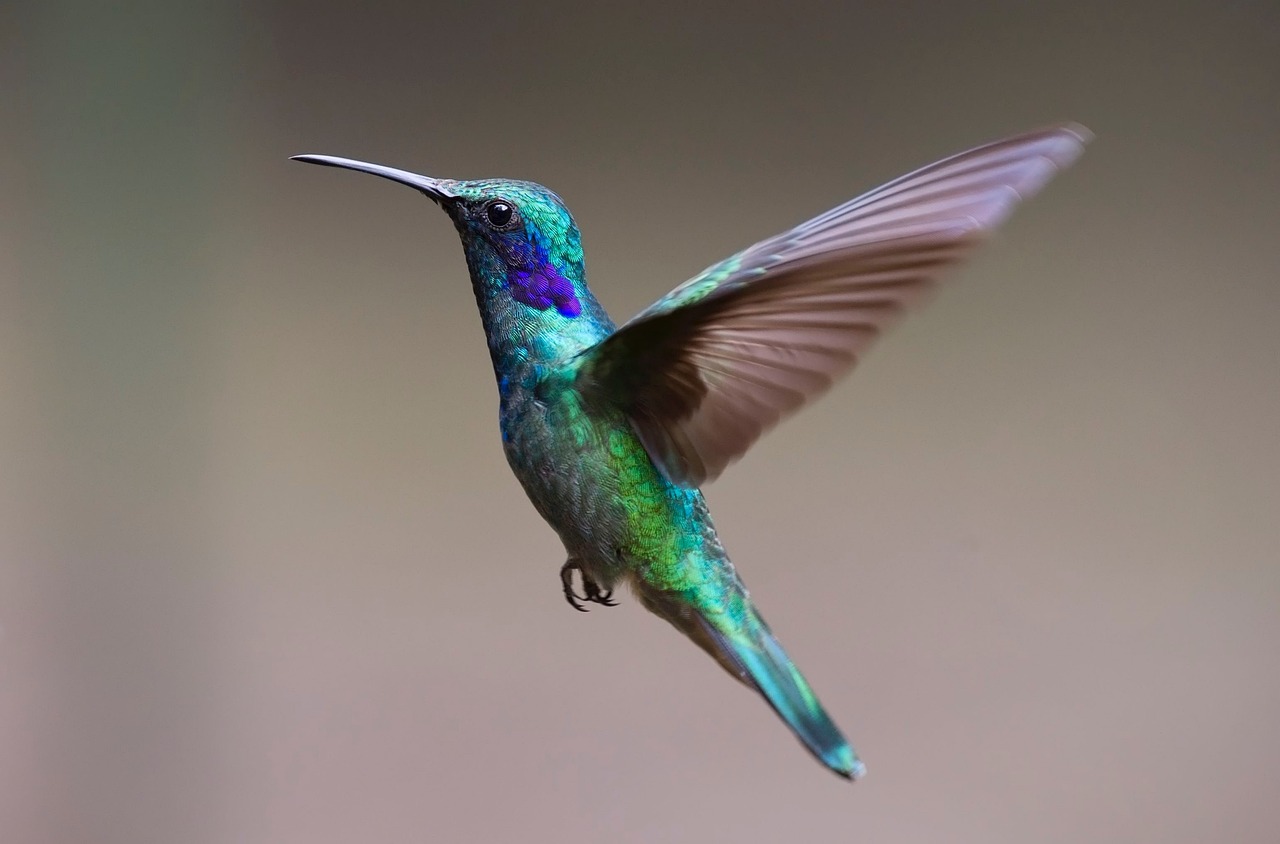 Hummingbird Meaning: Discovering the Spiritual Significance