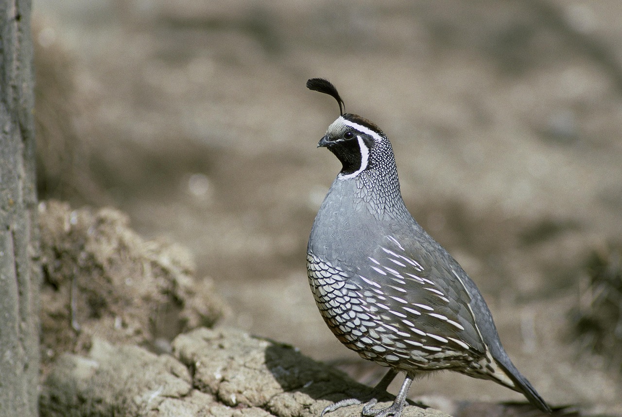 Quail Meaning: Exploring the Symbolism and Spiritual Significance