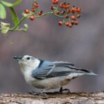 White-breasted nuthatch with berries