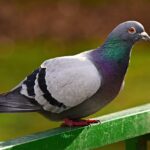 Unraveling the Spiritual Essence of the Rock Pigeon: A Timeless Symbol of Hope and Resilience rock-dove sitting on fence