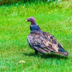 Turkey-vulture-facing-left