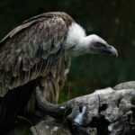 eurasian-griffon-vulture-poised for flight