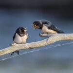 Barn swallows talking
