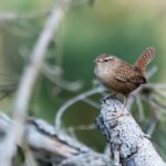 Spiritual Influences of Encountering the Captivating Winter Wren Winter Wren in Pine Tree