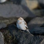 snow bunting on rocks